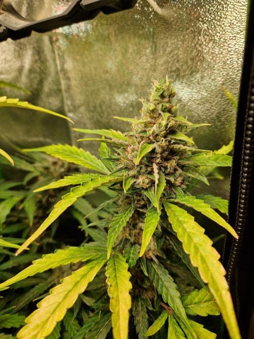 Deep Jealousy Auto. Week 12 - 02.10.26 