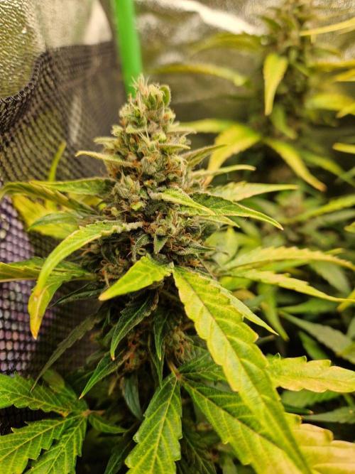 Deep Jealousy Auto. Week 12 - 02.10.26 