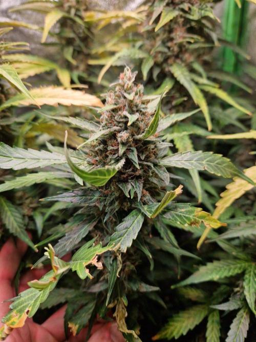Deep Jealousy Auto. Week 12 - 02.10.26 