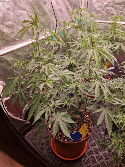 Super Double Cherry. Week 14 - 04.10.26 