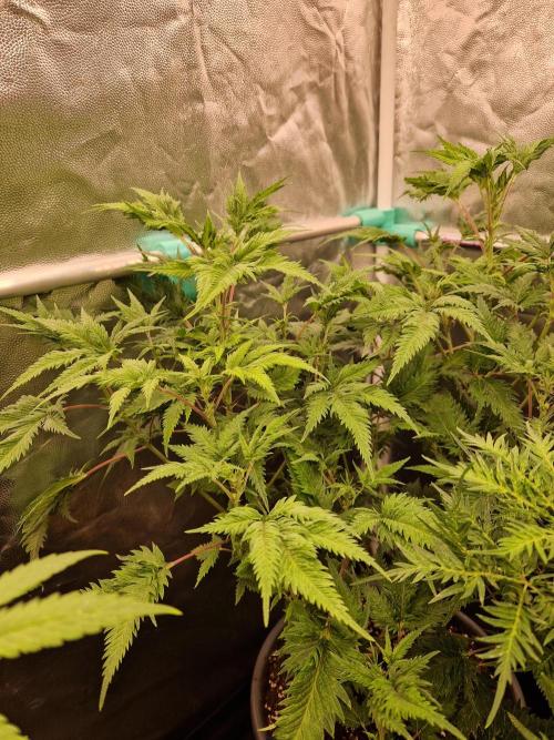 Mentha de Croco Fern Type Pheno #1. Week 14 - 05.10.26