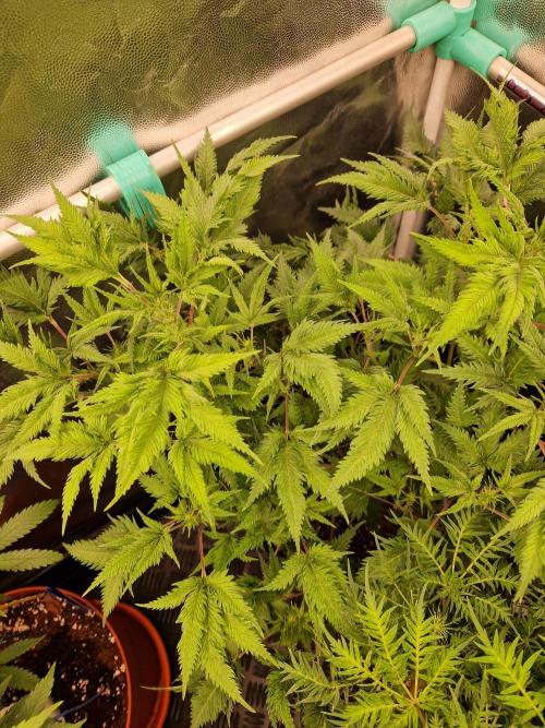 Mentha de Croco Fern Type Pheno #1. Week 14 - 05.10.26