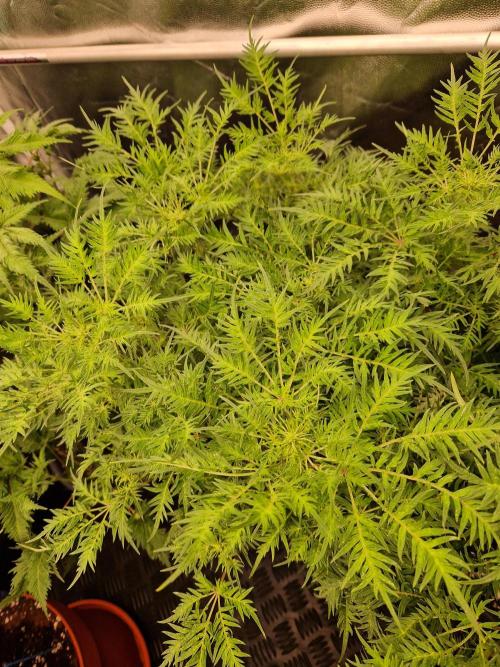 Mentha de Croco Fern Type Pheno #2. Week 14 - 05.10.26 