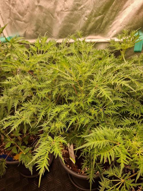 Mentha de Croco Fern Type Pheno #2. Week 14 - 05.10.26 