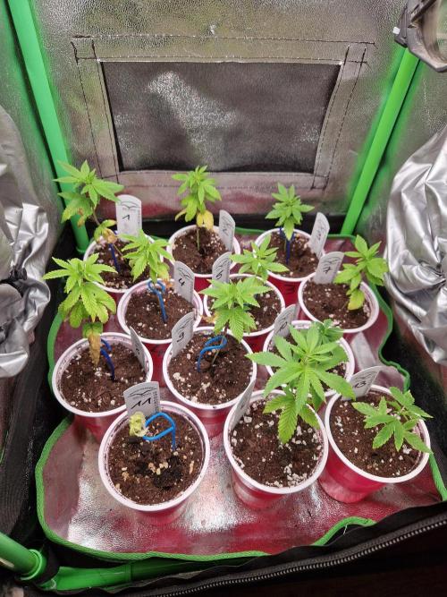 Sweat Bean OG Regular. Week 5