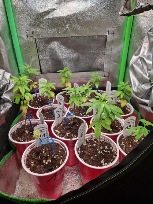 Sweat Bean OG Regular. Week 5