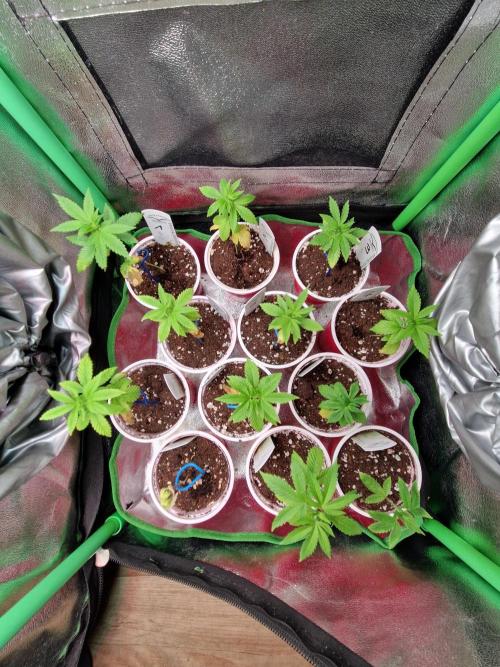 Sweat Bean OG Regular. Week 5