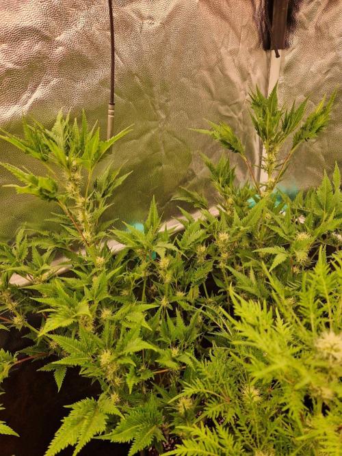 Mentha de Croco Fern Type Pheno #1. Week 16 - 18.10.26 