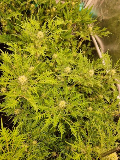 Mentha de Croco Fern Type Pheno #2. Week 16 - 18.10.26 