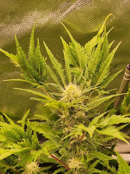 Mentha de Croco Fern Type Pheno #1. Week 17 - 25.10.26