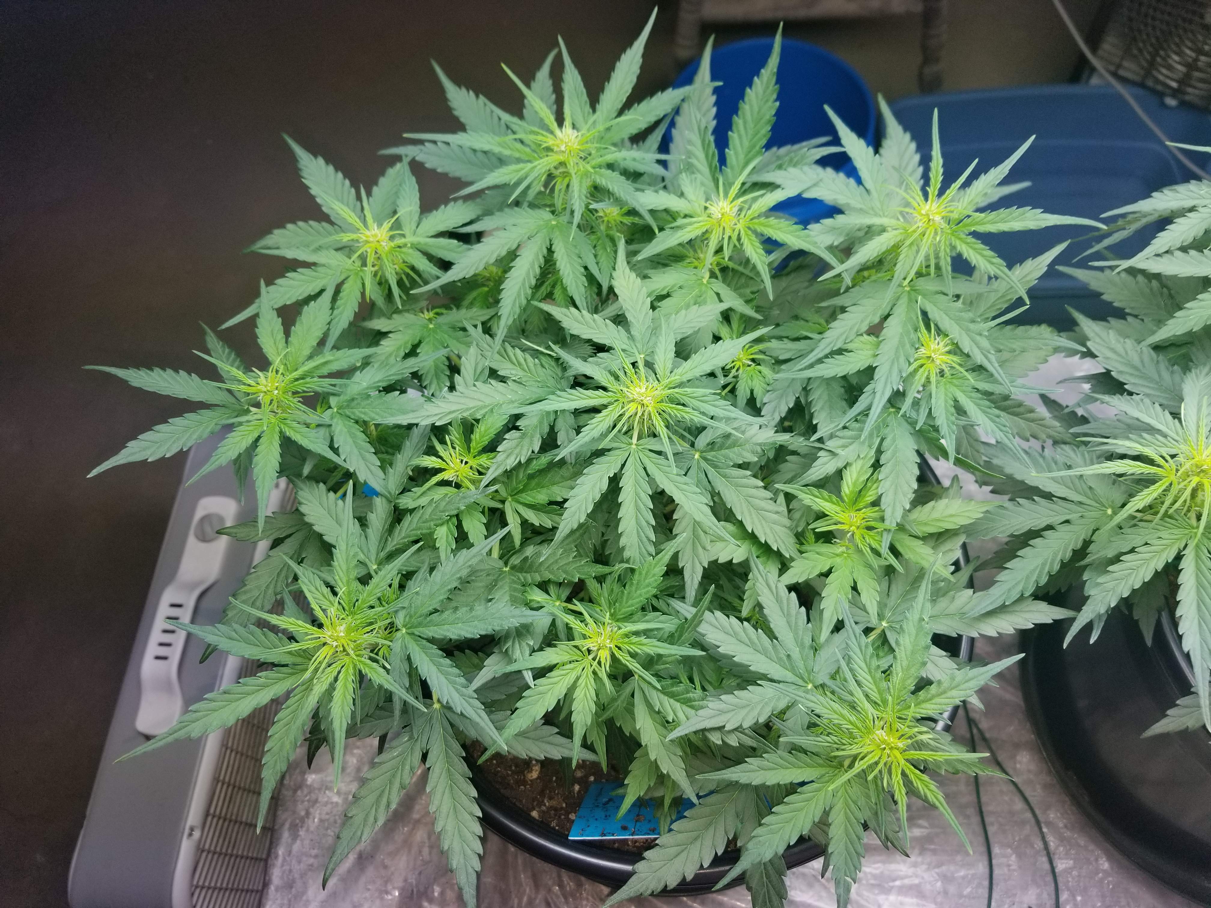 Green crack grow diary (journal) week4 by Hardcorezgarden GrowDiaries