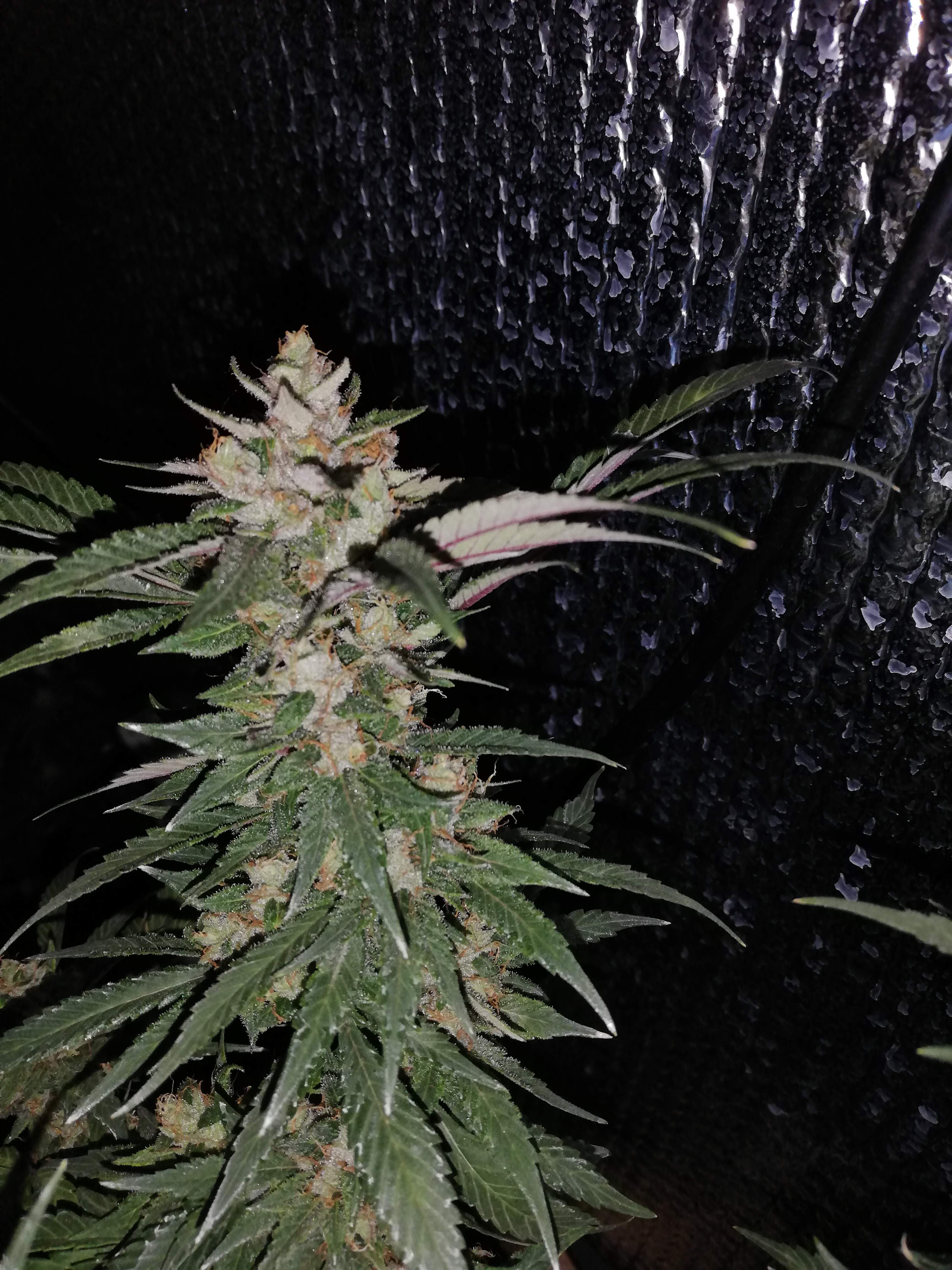 ILGM Grand Daddy Purple, ILGM Purple Haze, Purple kush, Gorilla Glue 4