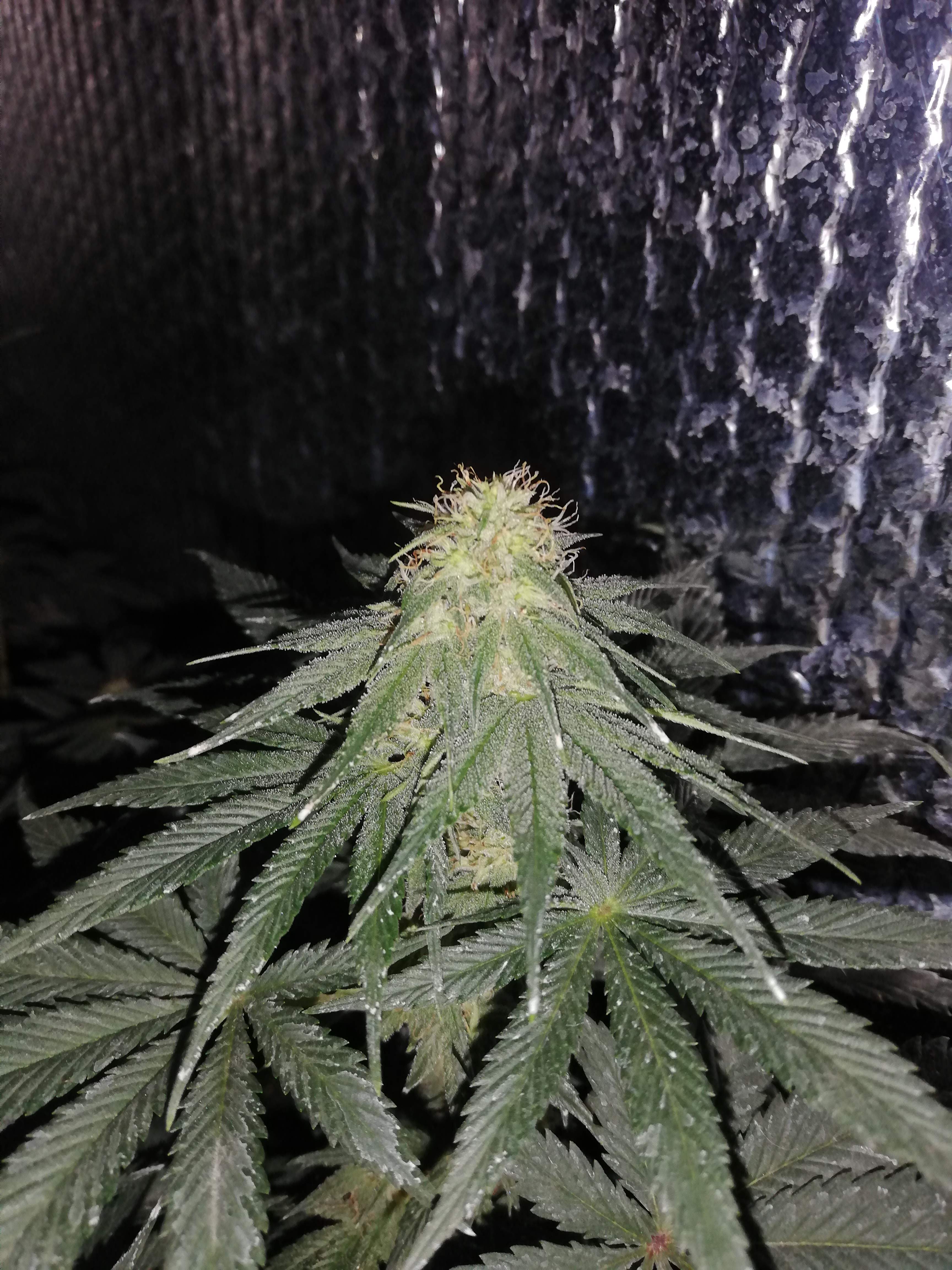 Ilgm Seeds - yn5jixt