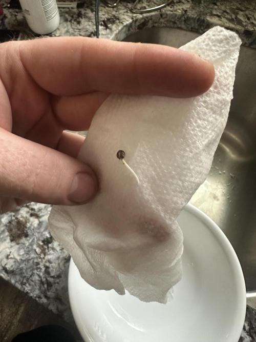 A man and his plants (Pannie). Week 0