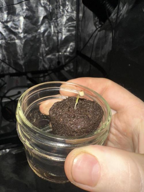 A man and his plants (Pannie). Week 0