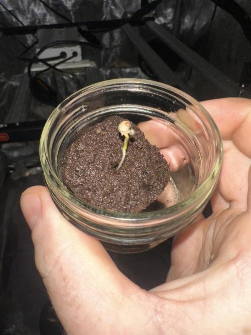 A man and his plants (Pannie). Week 0