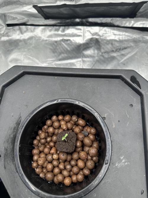 A man and his plants (Pannie). Week 1