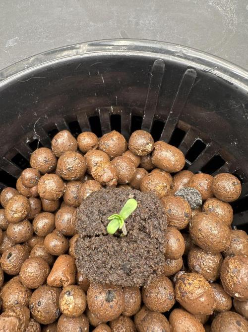 A man and his plants (Pannie). Week 1