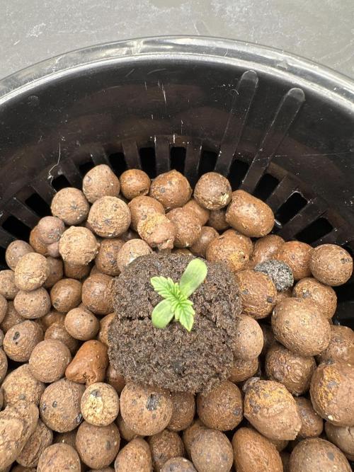 A man and his plants (Pannie). Week 1