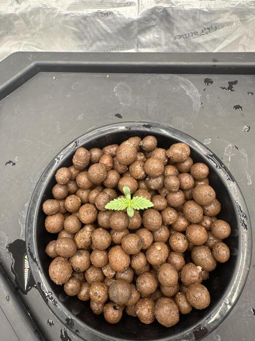 A man and his plants (Pannie). Week 1