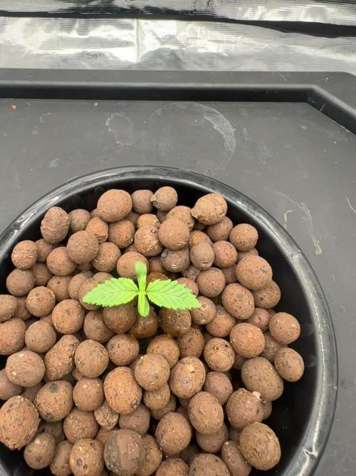 A man and his plants (Pannie)