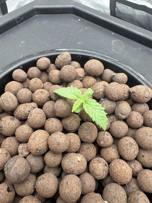 A man and his plants (Pannie). Week 1