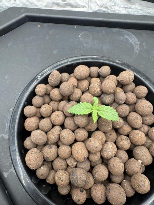 A man and his plants (Pannie). Week 1