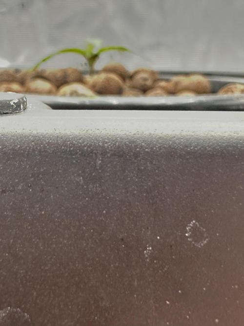 A man and his plants (Pannie). Week 1