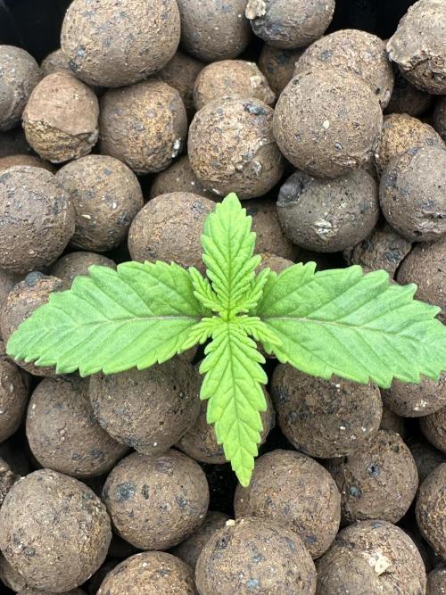 A man and his plants (Pannie). Week 1