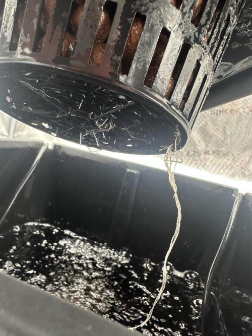 A man and his plants (Pannie). Week 3