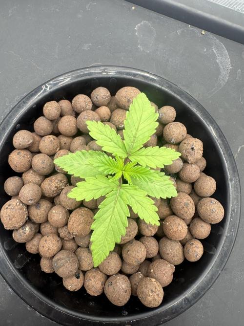 A man and his plants (Pannie). Week 3