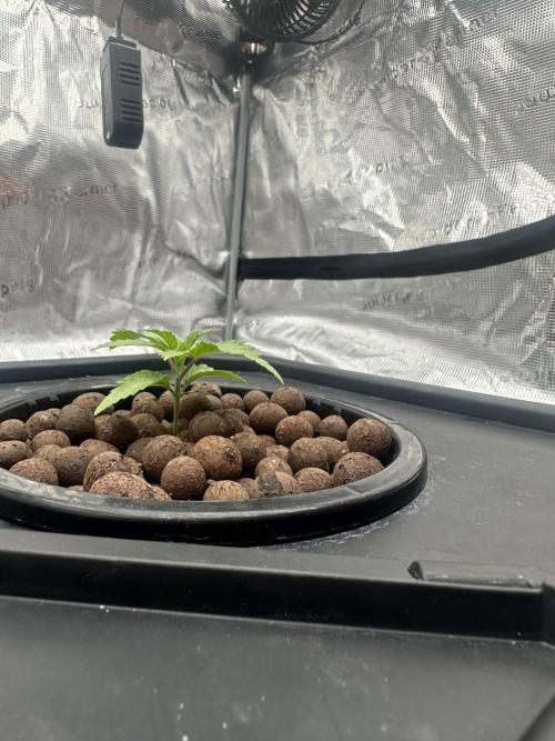 A man and his plants (Pannie). Week 3