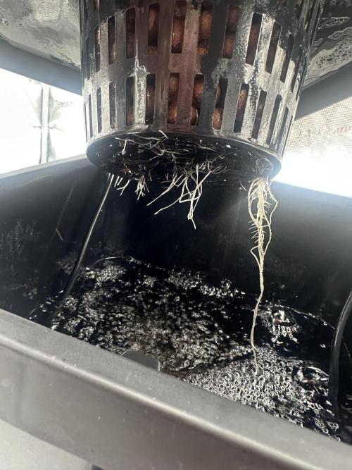 A man and his plants (Pannie). Week 3