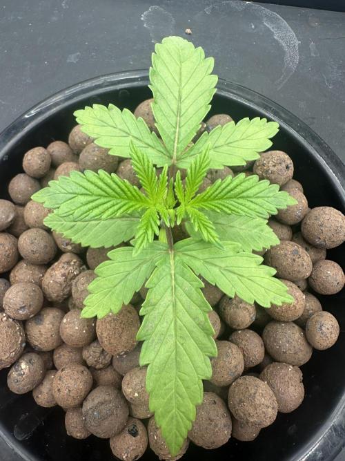 A man and his plants (Pannie). Week 3