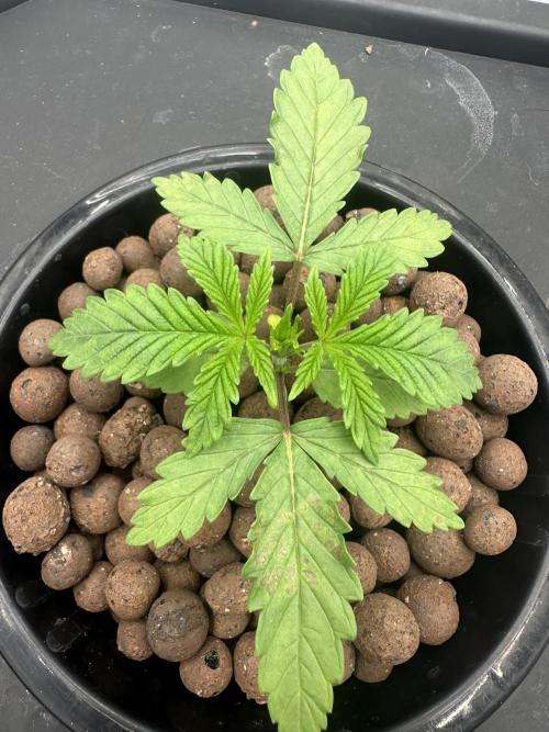 A man and his plants (Pannie). Week 3