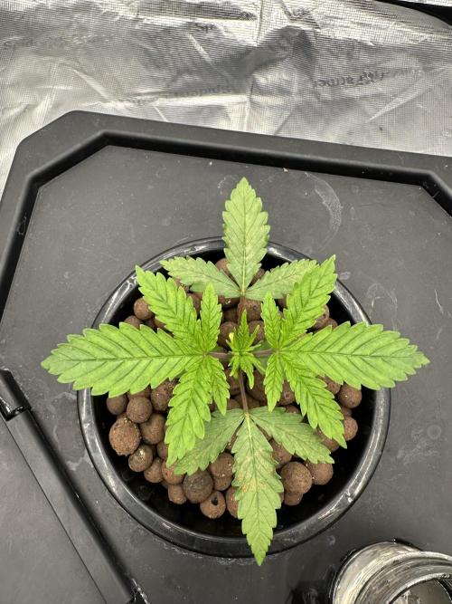 A man and his plants (Pannie). Week 3