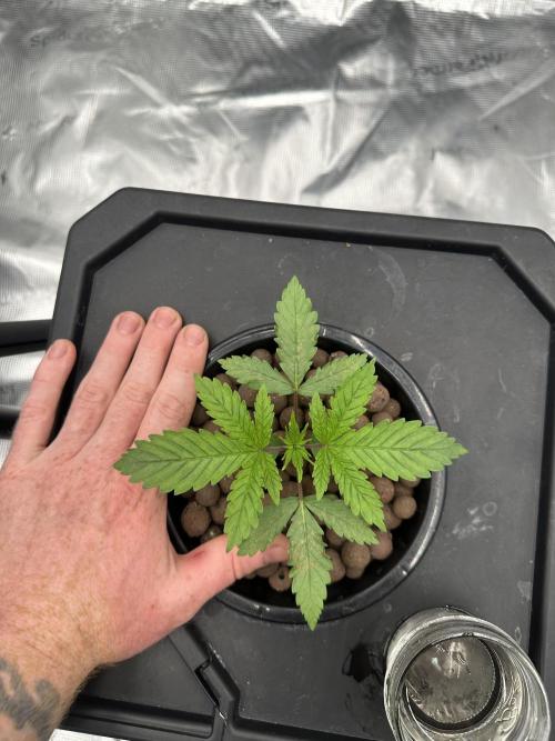 A man and his plants (Pannie). Week 3