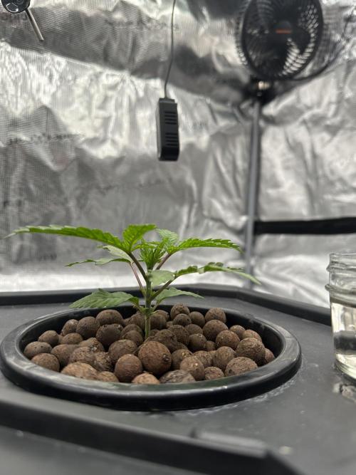 A man and his plants (Pannie). Week 3