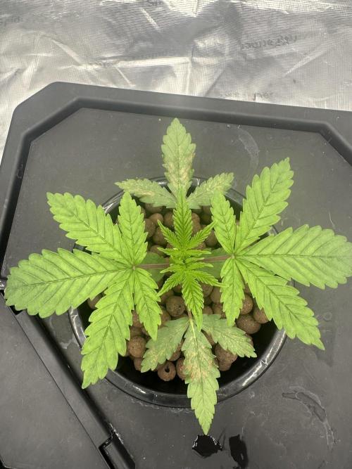 A man and his plants (Pannie). Week 3