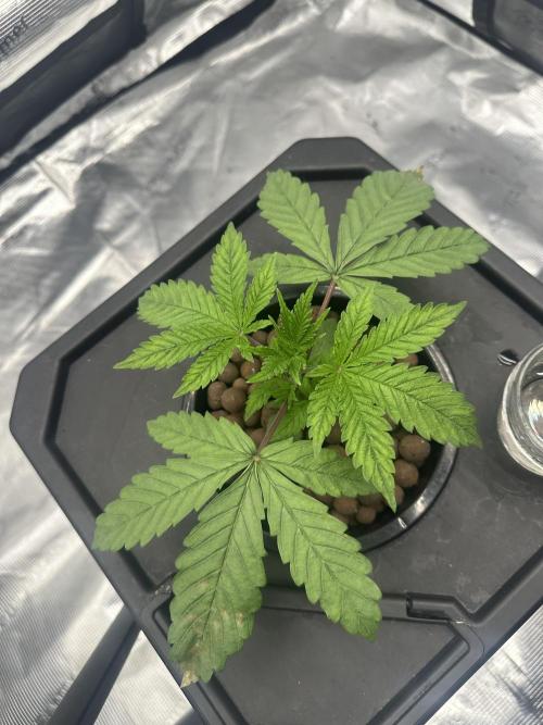 A man and his plants (Pannie). Week 3