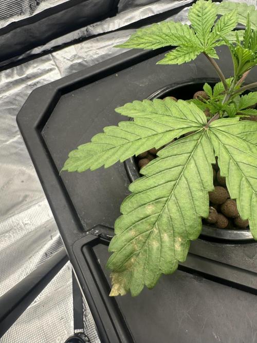 A man and his plants (Pannie). Week 3