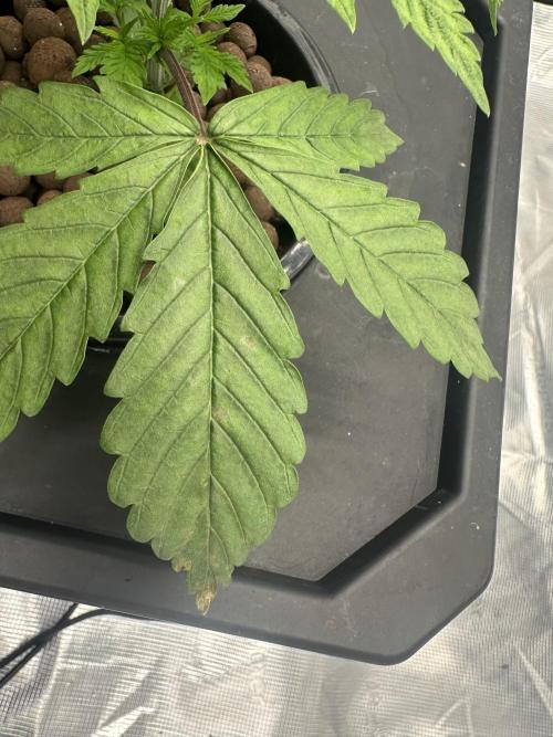 A man and his plants (Pannie). Week 3