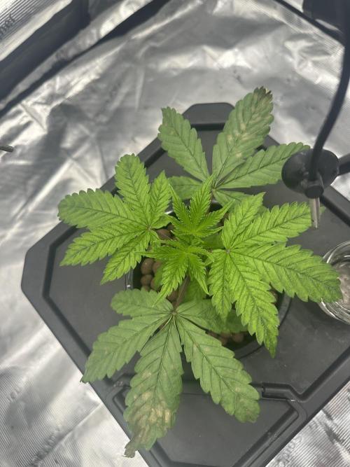 A man and his plants (Pannie). Week 3