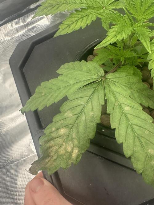 A man and his plants (Pannie). Week 3