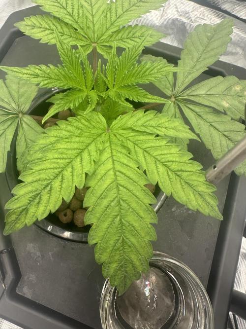 A man and his plants (Pannie). Week 3