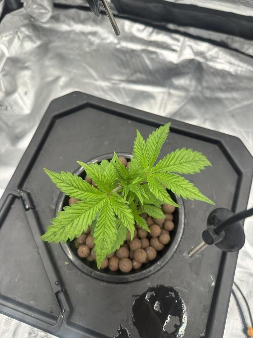 A man and his plants (Pannie). Week 3