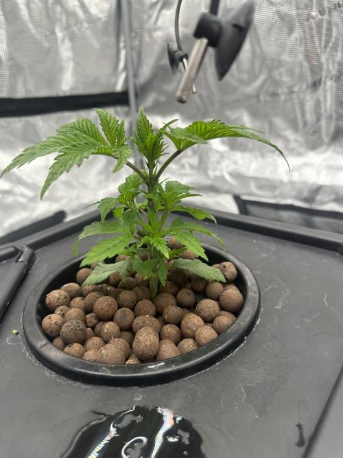 A man and his plants (Pannie). Week 3