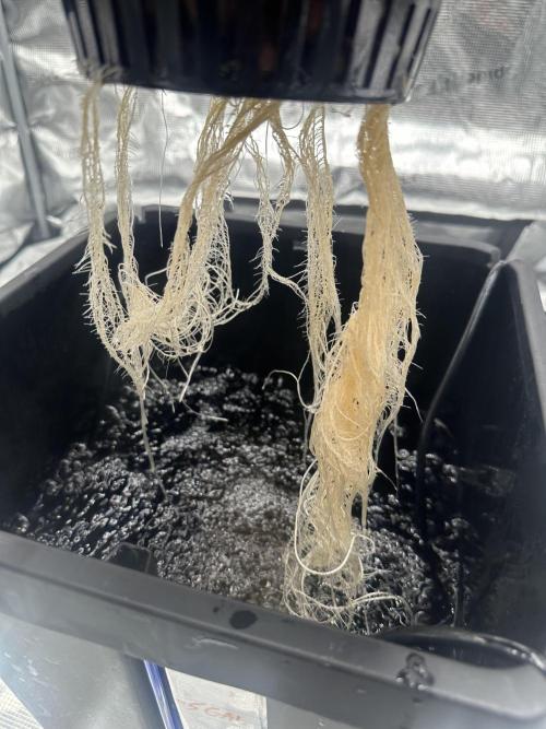 A man and his plants (Pannie). Week 3