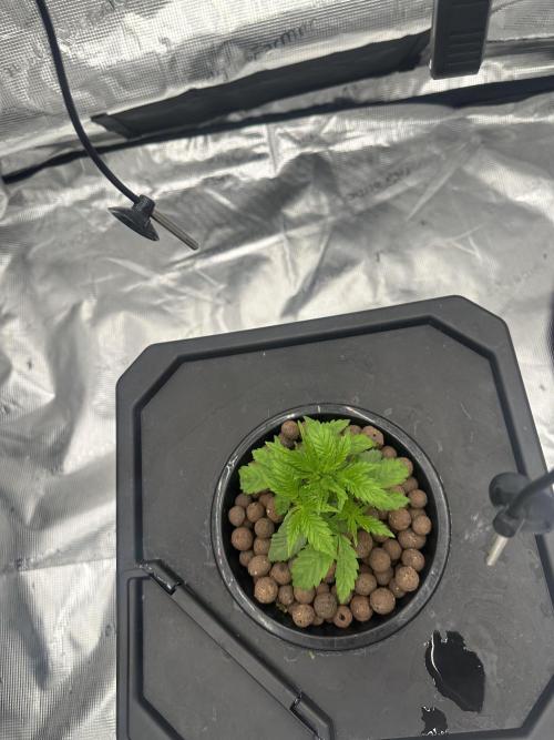 A man and his plants (Pannie). Week 3