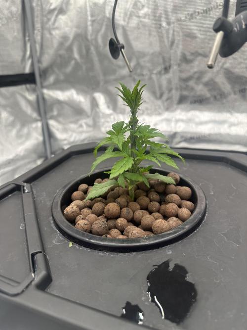 A man and his plants (Pannie). Week 3